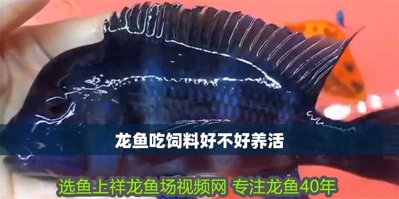 龍魚吃飼料好不好養活