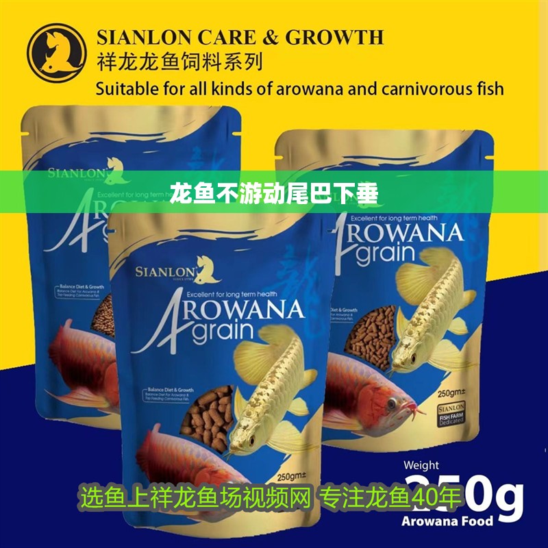 龍魚不游動尾巴下垂