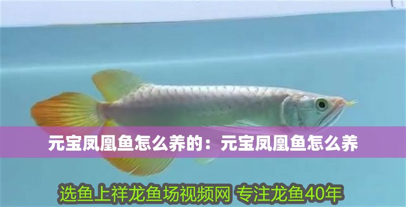 元寶鳳凰魚(yú)怎么養(yǎng)的：元寶鳳凰魚(yú)怎么養(yǎng)