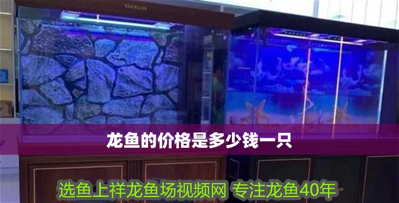 龍魚的價格是多少錢一只
