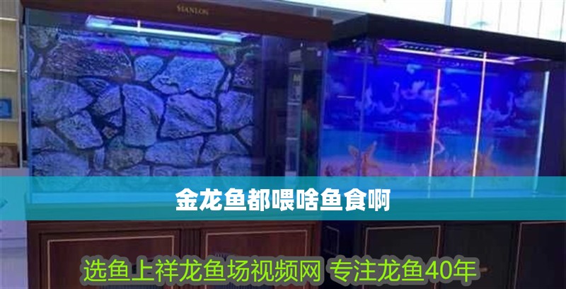 金龍魚(yú)都喂啥魚(yú)食啊