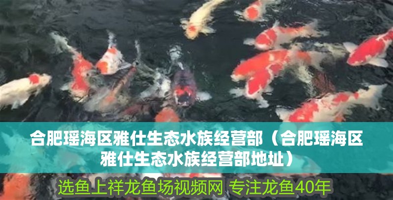 合肥瑤海區雅仕生態水族經營部（合肥瑤海區雅仕生態水族經營部地址）