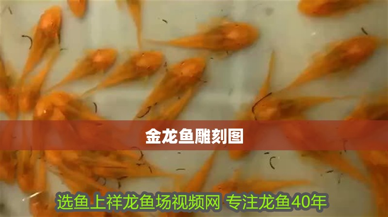 金龍魚雕刻圖