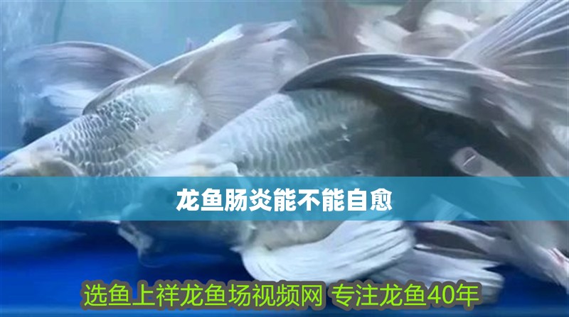 龍魚腸炎能不能自愈
