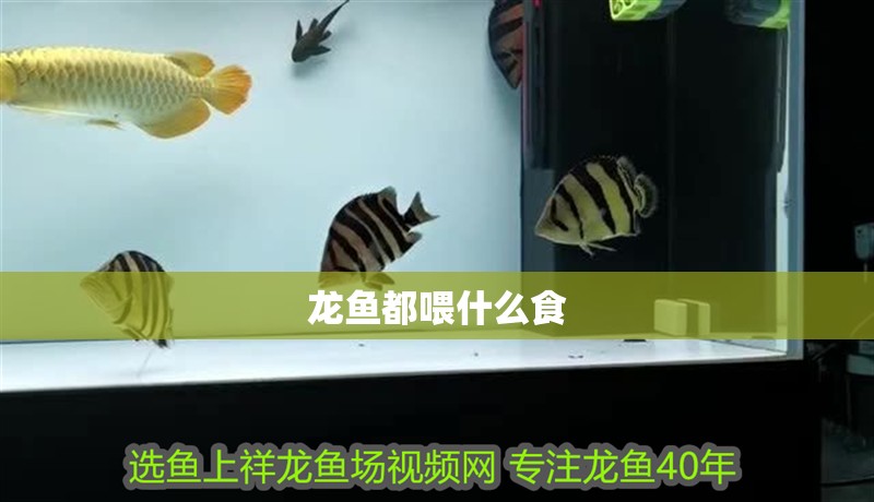 龍魚都喂什么食