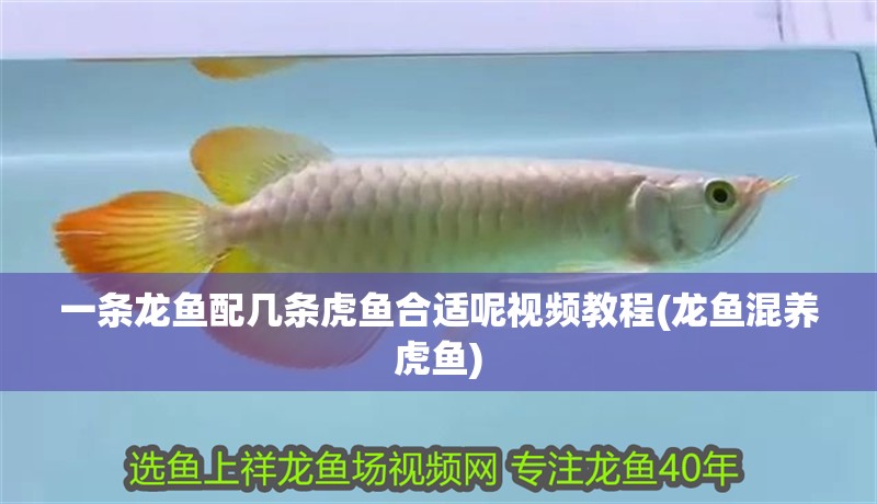 一條龍魚配幾條虎魚合適呢視頻教程(龍魚混養虎魚)