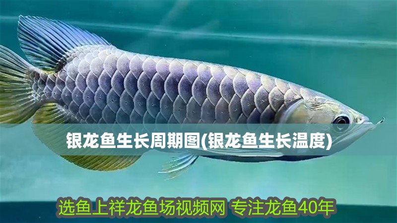 銀龍魚生長周期圖(銀龍魚生長溫度)