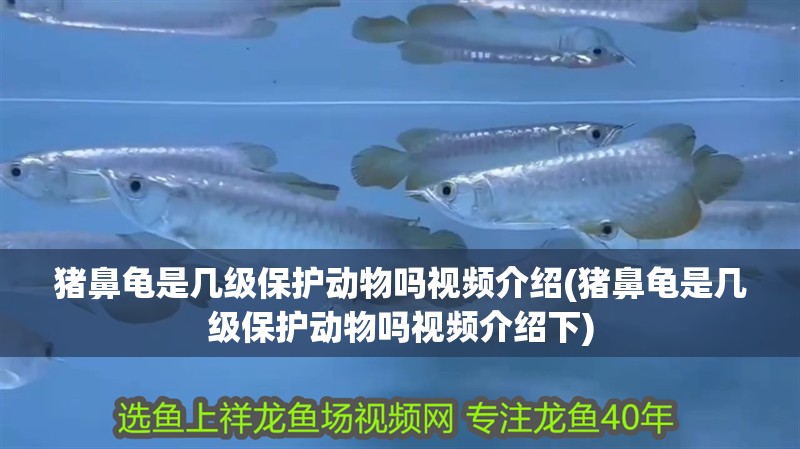 豬鼻龜是幾級保護動物嗎視頻介紹(豬鼻龜是幾級保護動物嗎視頻介紹下)