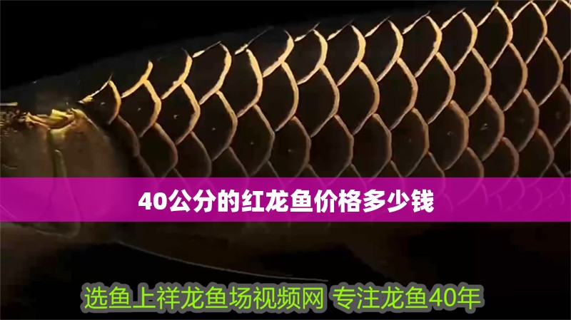 40公分的紅龍魚價(jià)格多少錢