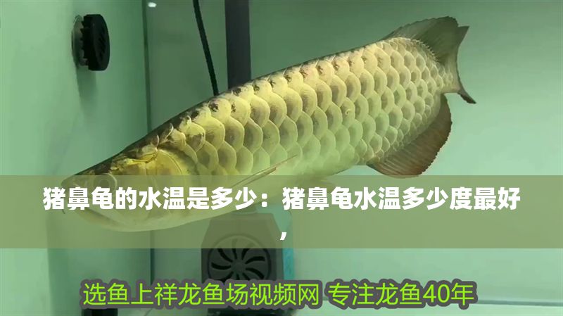 豬鼻龜?shù)乃疁厥嵌嗌伲贺i鼻龜水溫多少度最好，