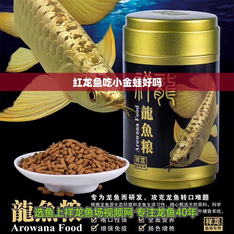 紅龍魚吃小金蛙好嗎