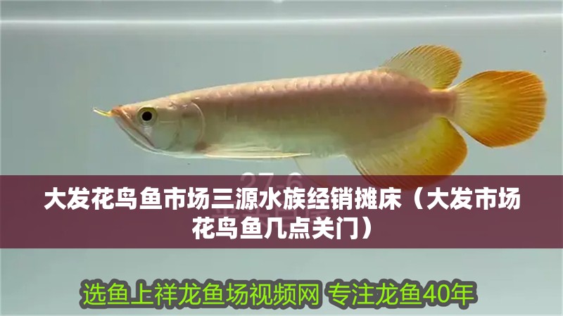 大發花鳥魚市場三源水族經銷攤床（大發市場花鳥魚幾點關門）