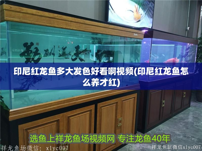 印尼紅龍魚多大發色好看啊視頻(印尼紅龍魚怎么養才紅) 印尼紅龍魚多大發色好看啊視頻(印尼紅龍魚怎么養才紅) 紅龍魚百科 第1張