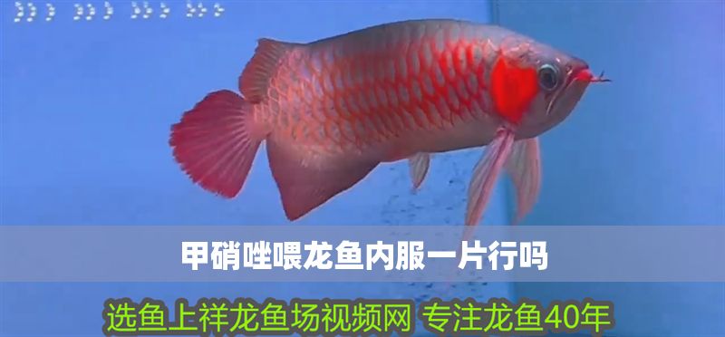 甲硝唑喂龍魚內(nèi)服一片行嗎