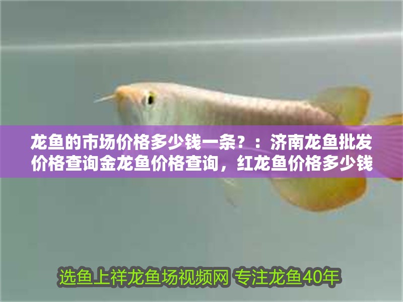 龍魚的市場價格多少錢一條？：濟南龍魚批發價格查詢金龍魚價格查詢，紅龍魚價格多少錢一條