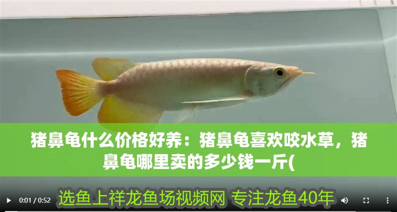 豬鼻龜什么價格好養：豬鼻龜喜歡咬水草，豬鼻龜哪里賣的多少錢一斤(