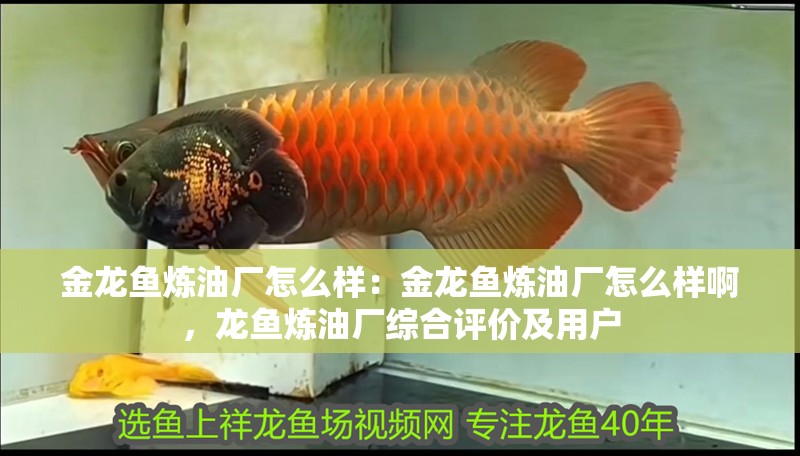 金龍魚煉油廠怎么樣：金龍魚煉油廠怎么樣啊，龍魚煉油廠綜合評(píng)價(jià)及用戶