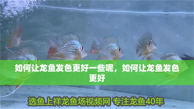 如何讓龍魚發色更好一些呢，如何讓龍魚發色更好