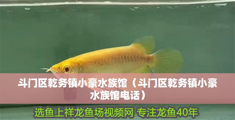 斗門區乾務鎮小豪水族館（斗門區乾務鎮小豪水族館電話）