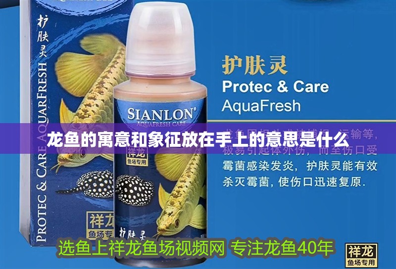 龍魚的寓意和象征放在手上的意思是什么