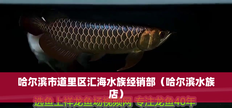 哈爾濱市道里區(qū)匯海水族經(jīng)銷部(哈爾濱水族店) 全國(guó)水族館企業(yè)名錄 第2張 哈爾濱市道里區(qū)匯海水族經(jīng)銷部(哈爾濱水族店) 哈爾濱市道里區(qū)匯海水族經(jīng)銷部(哈爾濱水族店) 全國(guó)水族館企業(yè)名錄 第2張