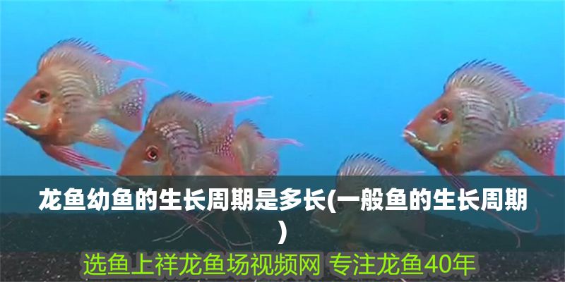 龍魚幼魚的生長周期是多長(一般魚的生長周期)