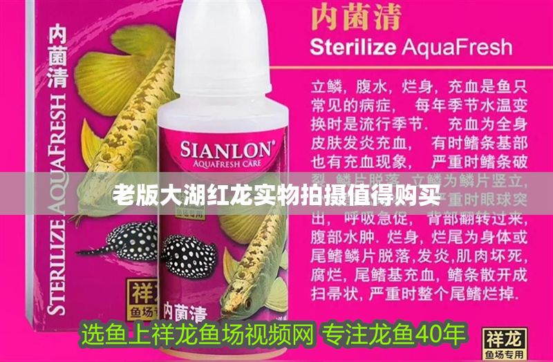 老版大湖紅龍實物拍攝值得購買