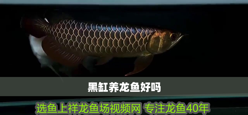 黑缸養龍魚好嗎