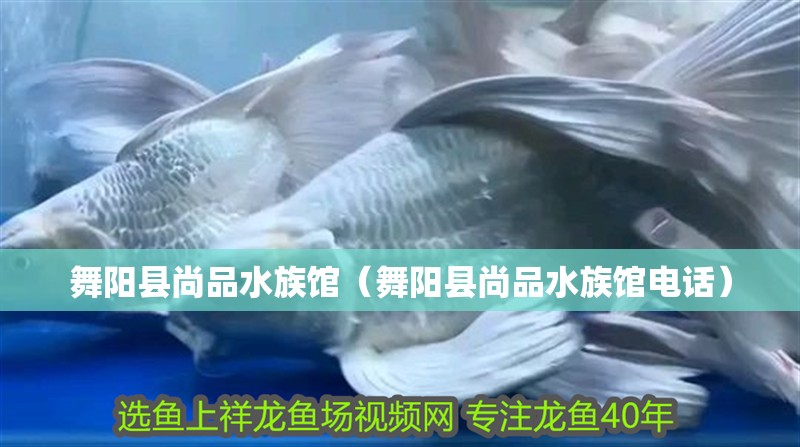 舞陽縣尚品水族館（舞陽縣尚品水族館電話）