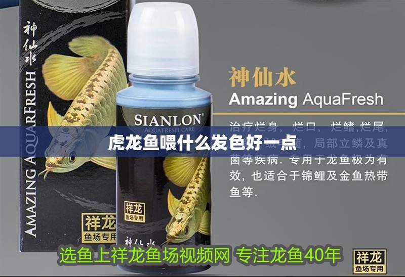 虎龍魚喂什么發色好一點
