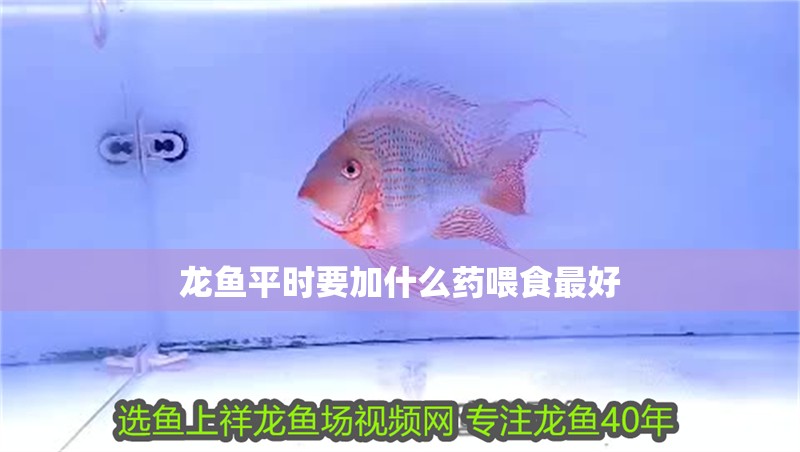 龍魚平時要加什么藥喂食最好