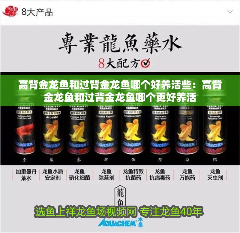 高背金龍魚和過背金龍魚哪個好養活些：高背金龍魚和過背金龍魚哪個更好養活