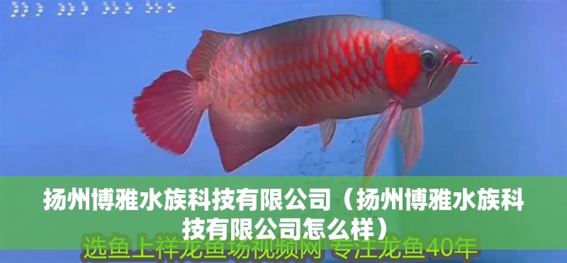 揚州博雅水族科技有限公司（揚州博雅水族科技有限公司怎么樣）