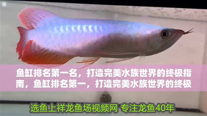 魚缸排名第一名，打造完美水族世界的終極指南，魚缸排名第一，打造完美水族世界的終極指南