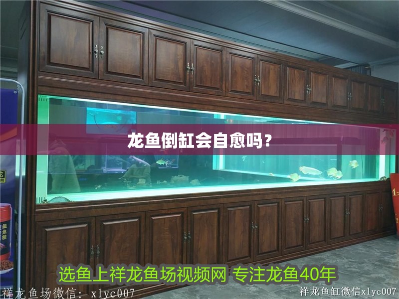 龍魚倒缸會(huì)自愈嗎？