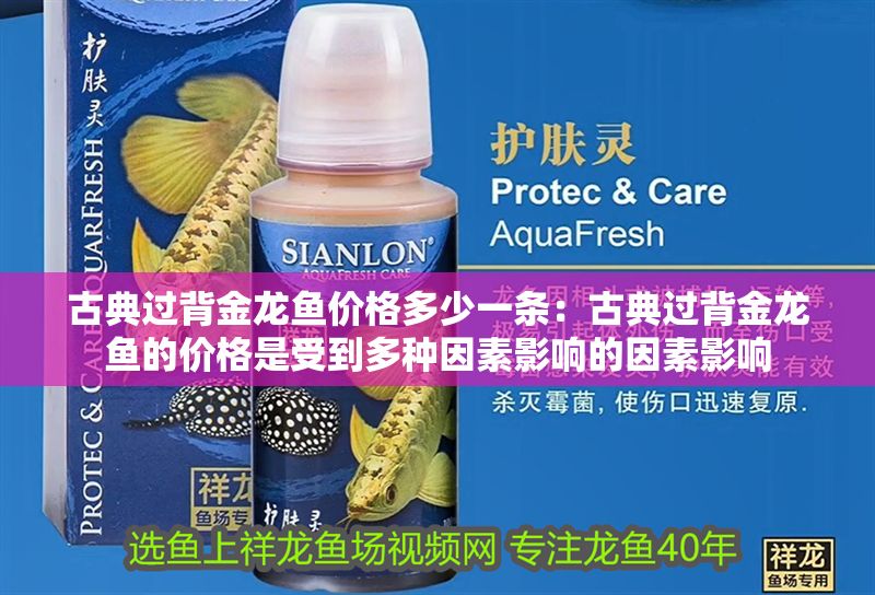 古典過背金龍魚價格多少一條：古典過背金龍魚的價格是受到多種因素影響的因素影響