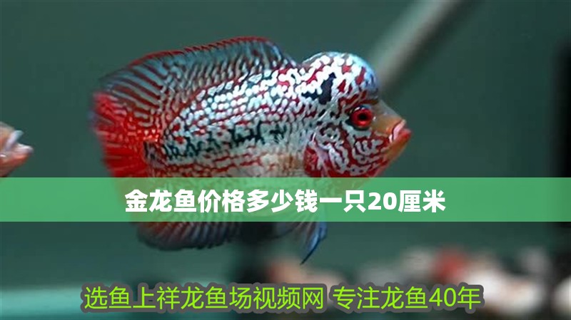 金龍魚價格多少錢一只20厘米