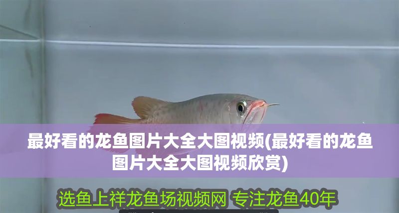 最好看的龍魚圖片大全大圖視頻(最好看的龍魚圖片大全大圖視頻欣賞)