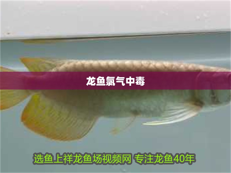 龍魚氯氣中毒