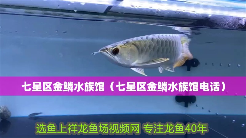 七星區金鱗水族館（七星區金鱗水族館電話）