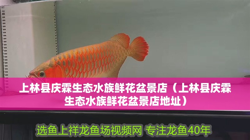 上林縣慶霖生態(tài)水族鮮花盆景店（上林縣慶霖生態(tài)水族鮮花盆景店地址）