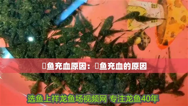 魟魚充血原因：魟魚充血的原因