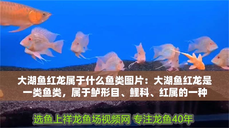 大湖魚紅龍屬于什么魚類圖片：大湖魚紅龍是一類魚類，屬于鱸形目、鯉科、紅屬的一種