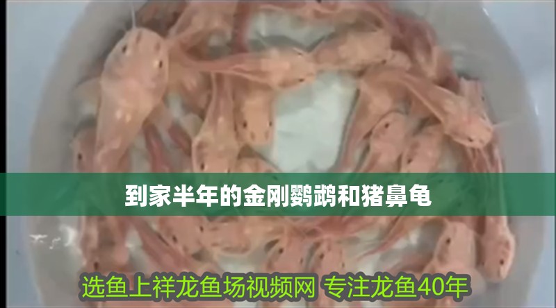 到家半年的金剛鸚鵡和豬鼻龜