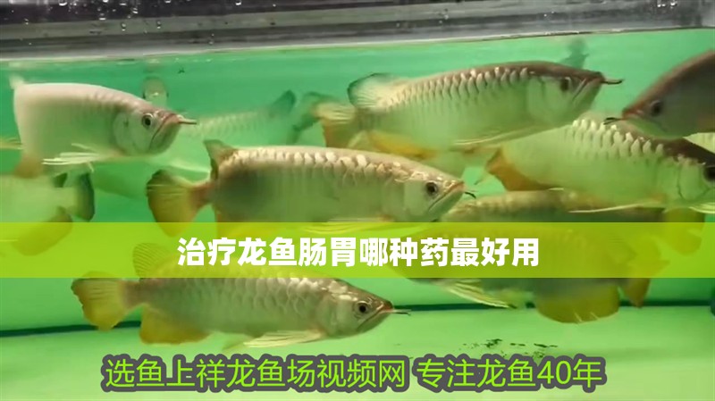 治療龍魚腸胃哪種藥最好用