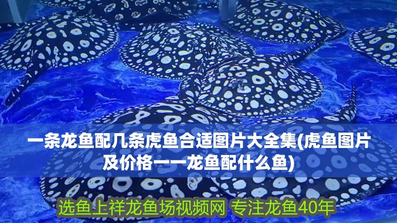 一條龍魚配幾條虎魚合適圖片大全集(虎魚圖片及價格一一龍魚配什么魚)