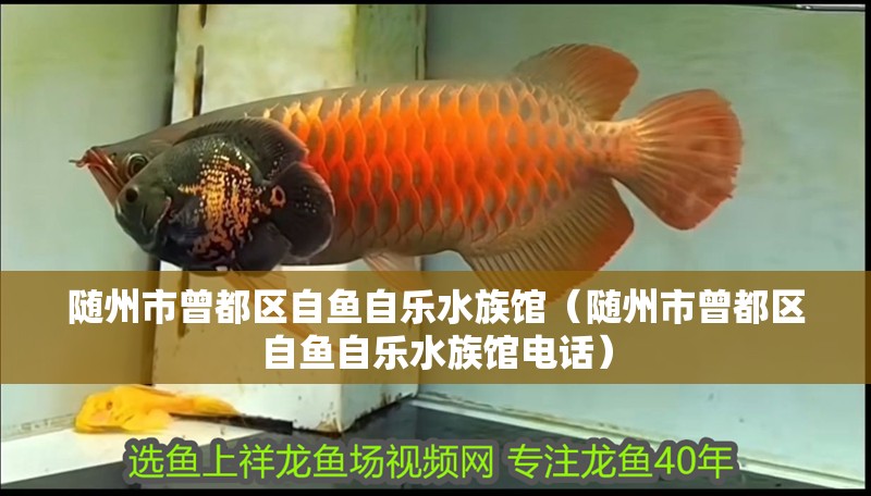 隨州市曾都區自魚自樂水族館（隨州市曾都區自魚自樂水族館電話）