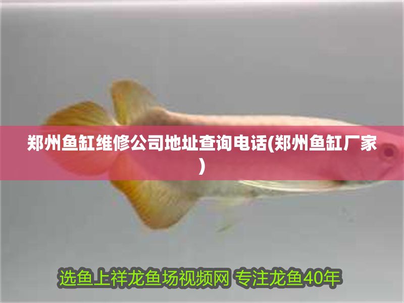 鄭州魚缸維修公司地址查詢電話(鄭州魚缸廠家)