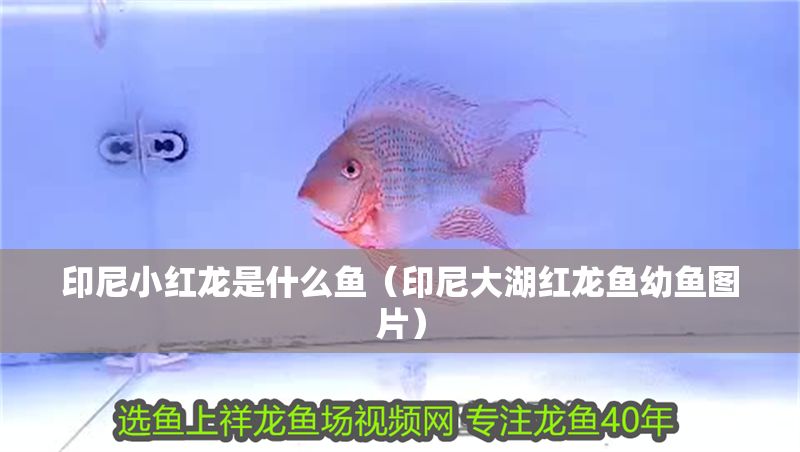 印尼小紅龍是什么魚（印尼大湖紅龍魚幼魚圖片）