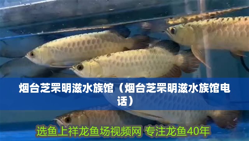 煙臺芝罘明滋水族館（煙臺芝罘明滋水族館電話）
